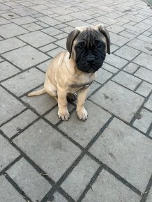 Šteniatka Bullmastiff, Bulmastif (2 sučky) - 2