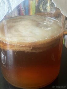 Kombucha - kultúra SCOBY - 2