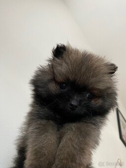 Pomeranian mini boo - 2