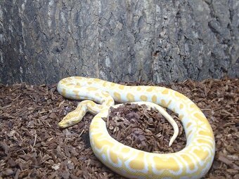 PREDÁM PYTHON MOLURUS BIVITTATUS ALBINO CARAMEL - 2