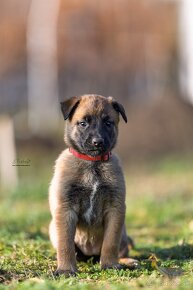 Malinois - Tomanland Kennel - 2