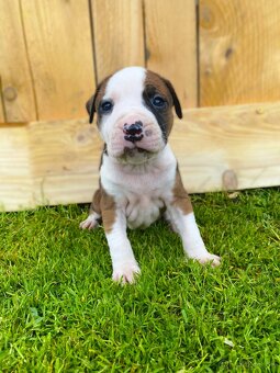 Šteniatka - Americký stafordšírsky teriér (Amstaff, Staford) - 2