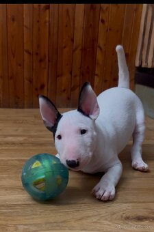 Mini bullterrier, minibull, minibulík,miniaturný bullterrier - 2