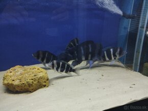 Cyphotilapia Frontoza Burundi - 2