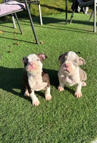 American bully pocket s PP - 2