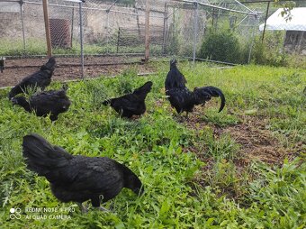 Ayam cemani - 2