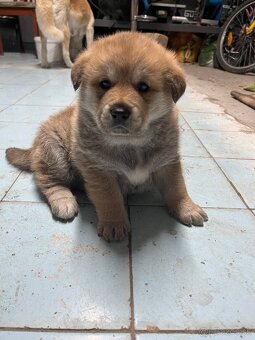 Šteniatka Akita Inu - 2