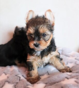 Yorkshire terrier fenky - 2