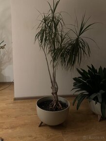 Dracena - 2