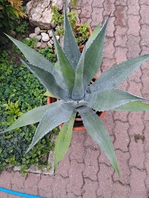 Predám pekny velky agave kaktus - 2