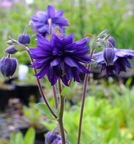 Orlíček obyčajný –Aquilegia vulgaris-prázdnokvetý a plnokvet - 2