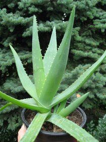 Aloa pravá - Aloe vera - 2