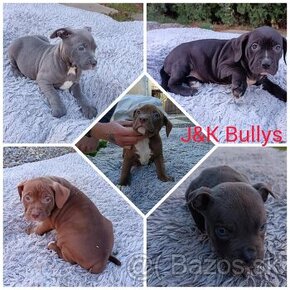 J&K bullys "ponúkame na predaj American bully XL - 2