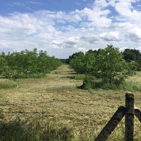 Ponúkam Vám na predaj orechový sad v obci Okoč. - 2