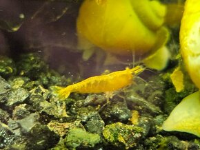 Krevetky neocaridina yelow a Red - 2