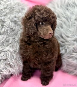 Pudel pudlik poodle toy - 2