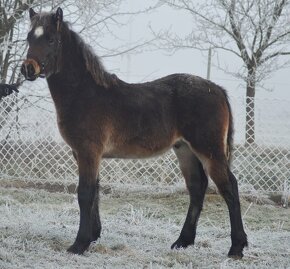 Welsh cob - hřebeček - 2