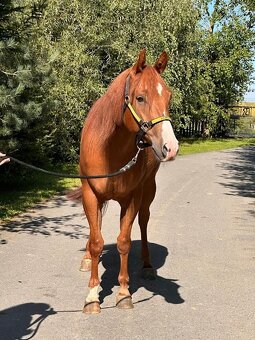 American Quarter horse QH- valach 5 let - 2