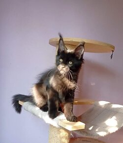 Maine Coon s PP - 2