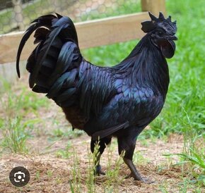 Ayam Cemani - 2