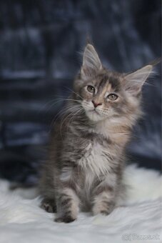 Mainská mývalia mačka / maine coon s pp - 2