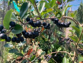 Aronia melanocarpa čiernoplodá kričkova forma - 2