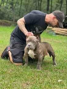 American Bully Pocket - 2