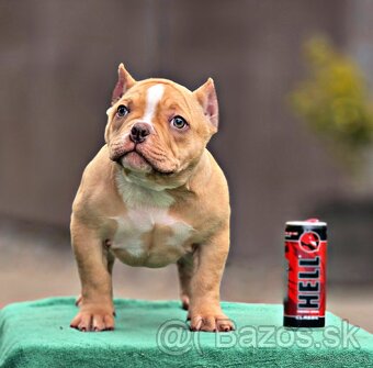 American Bully Micro Fenka - 2