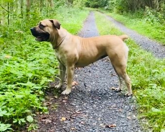 Boerboel štěňata (FCI Pp) - 2