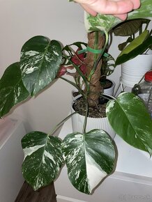 Monstera albo variegata - 2