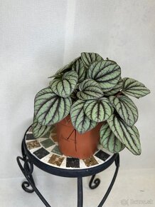 Peperomia Mystique - 2