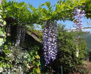 Wisteria do zahrady aj na balkon - 2