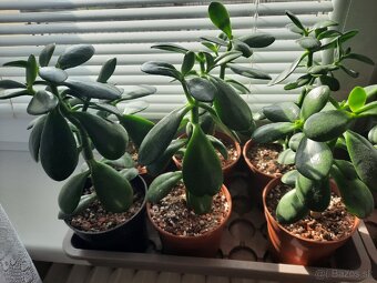 Crassula ovata - sukulent - 2