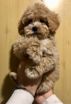 Maltipoo - 2