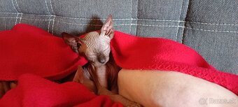 Sphynx - 2