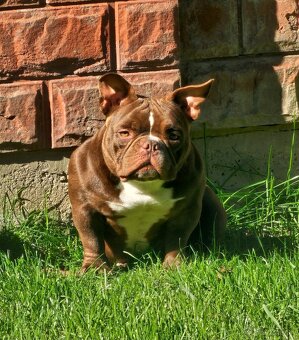 American bully nano psik aj fenka - 2