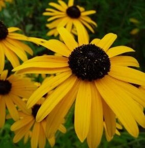 Rudbeckia srstnatá žltá - 2