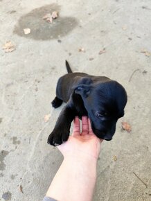 Šteniatka labrador - 2