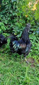 Kuriatka Ayam Cemani - 2