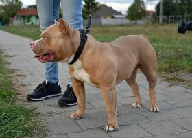 American Bully krytie - 2