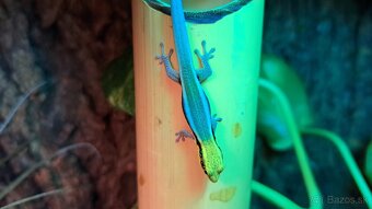 Phelsuma klemmeri - 2