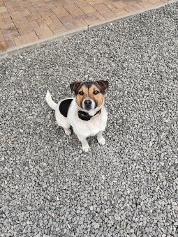 Jack Russel - 2