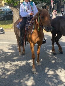 Prodám kobylu Arab x Haflinger - 2