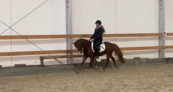 welsh pony valach do sportu - 2