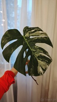 Monstera albo variegata - 2