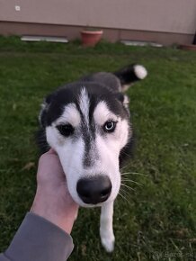 Husky (ZEUS) - 2