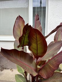 Kana indická - Canna indica - 2