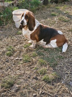 Basset , basset hound , baset - 2