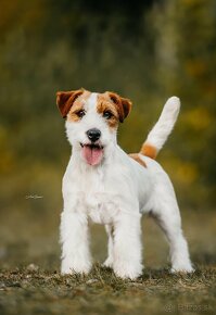 Jack russell terier - 2