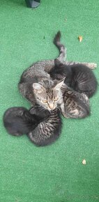 Tigrované svetlé a čierne mačiatka (štyri) - 2